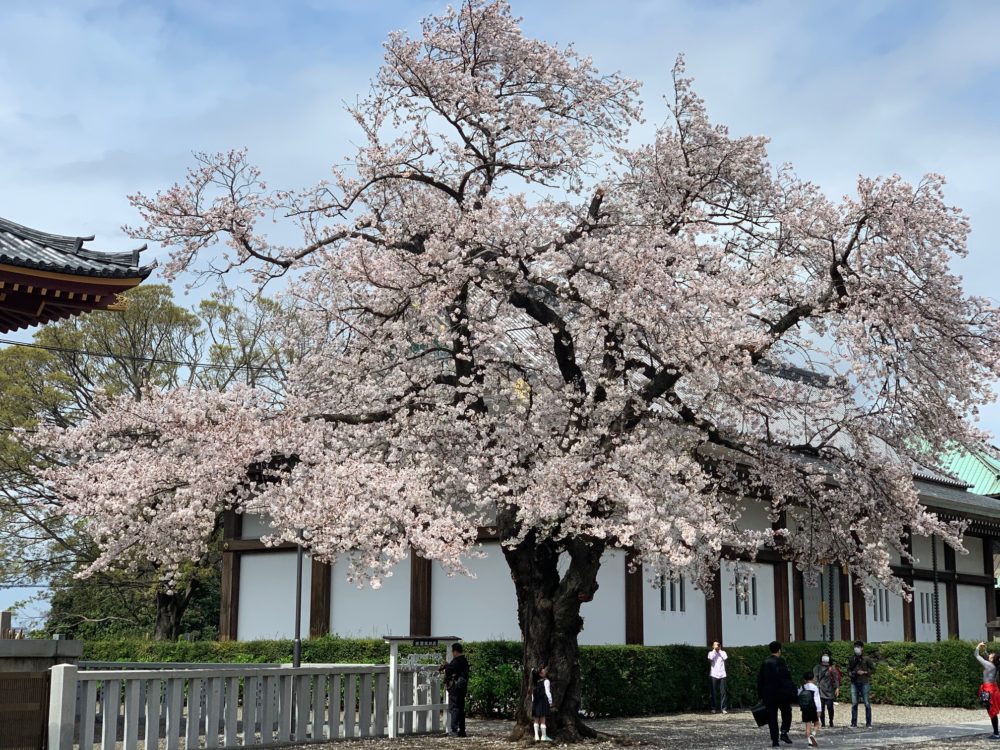 本門寺の桜